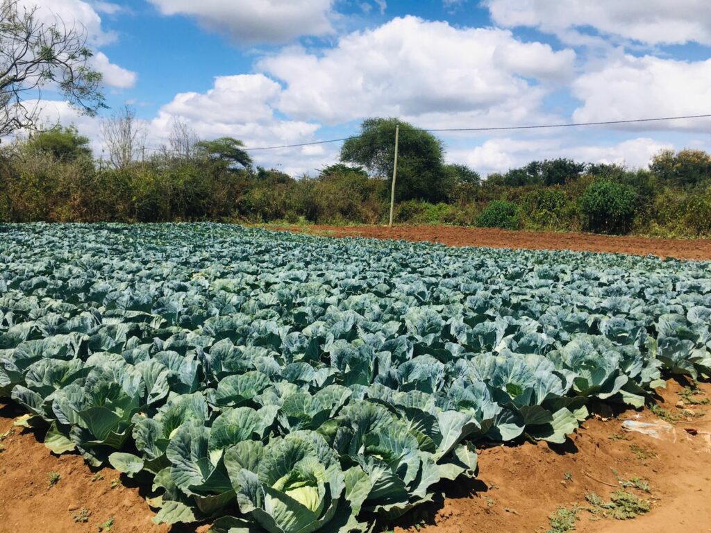 Kutana na mama anayejipatia fedha kupitia kilimo cha mbogamboga Terrat.