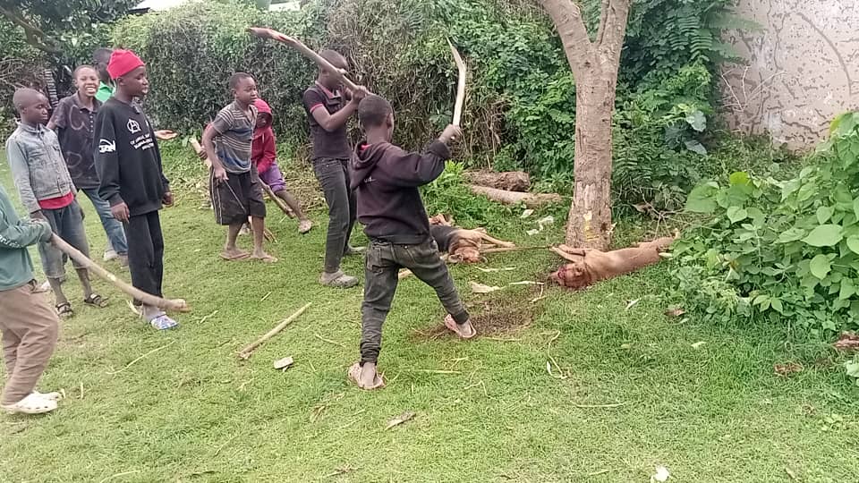 Mbwa Wakali Waua Mifugo, Wajeruhi Watoto